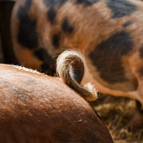 RINGELSWIN: Vom Schwein, was sich SAUwohl f&uuml;hlt.